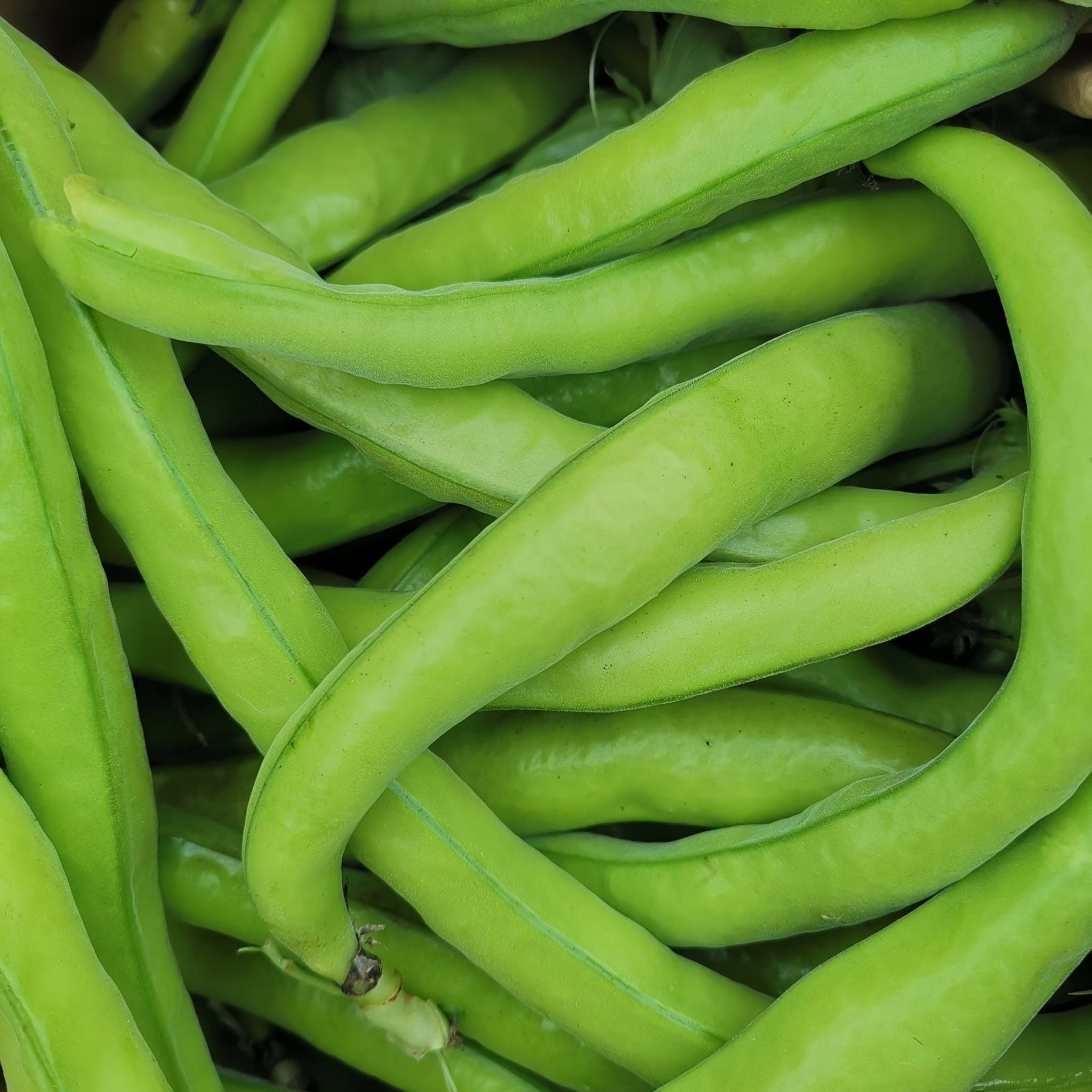 broad-beans-bowhouse